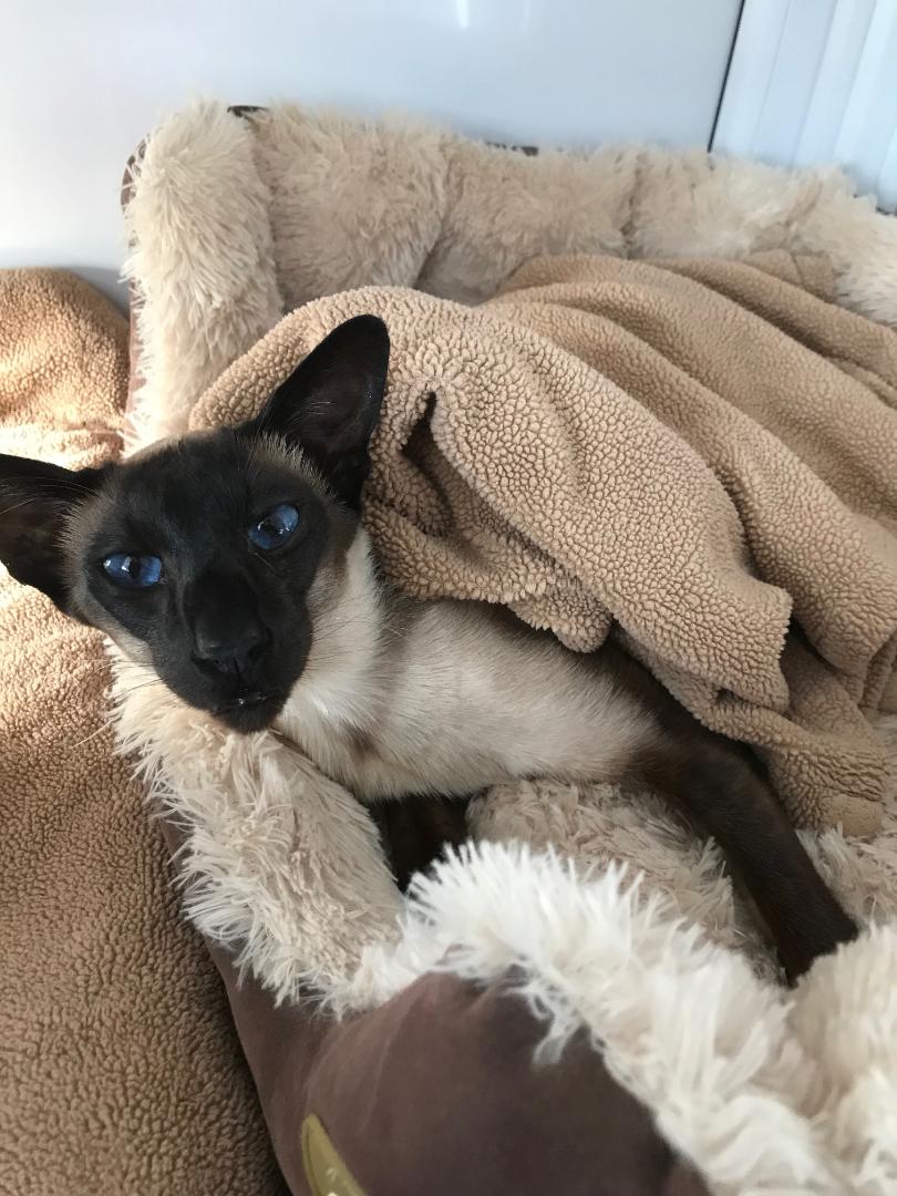 Gatehouse luxury Boarding Cattery Bournemouth Poole Ferndown Ringwood